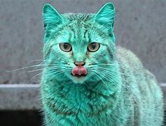 Image result for Savage Mad Cat