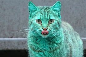 Image result for Hypersalivaint Grey Cat Meme
