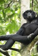 Image result for Bonobo Anatomy