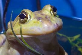 Image result for Meme Toad Frog Yellow Eyes