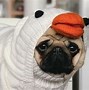 Image result for Pugs Doing Funny Things