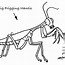 Image result for Praying Mantis Diagram