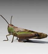Image result for Grasshopper Characters