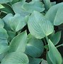 Image result for Hosta Wily Willy