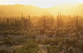 Image result for Sonoran Desert Shrubs