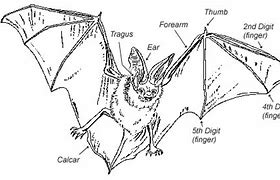 Image result for White-Winged Dog-Like Bat