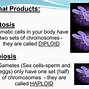 Image result for Mitosis Vs. Meiosis Table