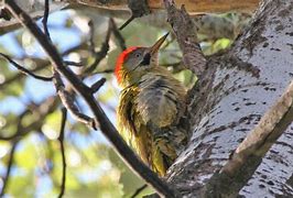 Image result for Picus vaillantii