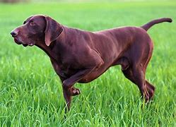 Image result for Brown Dog Breeds