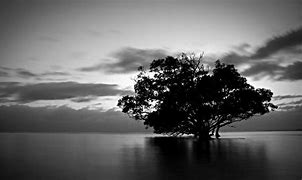 Image result for Black and White Nature Desktops