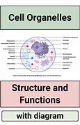 Image result for Cell Organelle Structure and Function Chart