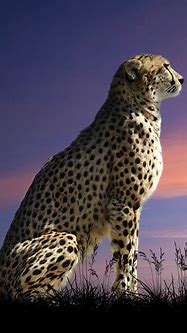 Image result for iPhone 6s Wallpaper Cheeta