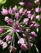 Image result for Allium oreophilum