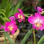 Image result for Types of Orchids Flowers