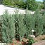 Image result for Juniperus scopulorum Skyrocket