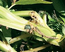 Image result for Plant Chemical Damage Photos