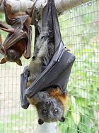 Image result for Fox Face Bat