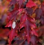 Image result for Acer Ginnala Maple Tree