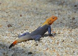 Image result for Peter's Rock Lizard
