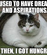 Image result for Sad Fat Cat Meme