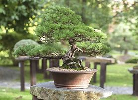 Image result for Bonsai Pine Tree