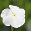 Image result for Viola cornuta Wisley White
