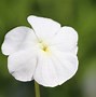 Image result for Viola cornuta Wisley White