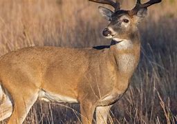 Image result for Deer Surviving