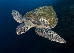 Image result for Chelonia mydas