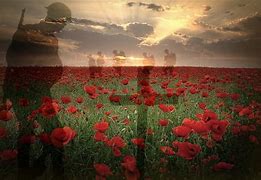 Image result for Flanders Poppy Remembrance Day