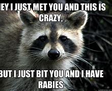 Image result for Rabid Raccoon Meme