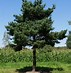 Bildergebnis für Pinus sylvestris Kissen