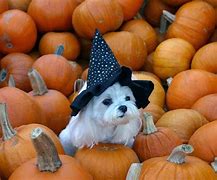 Image result for Funny Halloween