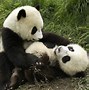 Image result for Un Panda