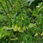 Image result for Uvularia grandiflora Pallida