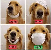 Image result for Dog Wearing Mask Meme