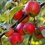 Image result for Beautiful Apple Tree