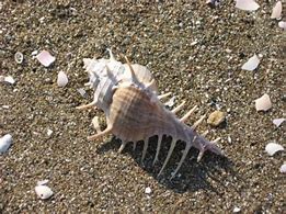 Image result for Le Coquillage