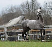 Image result for American Saddlebred Horses for Sale