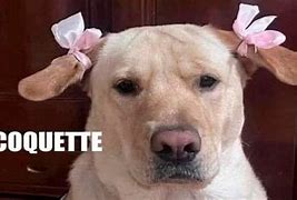 Image result for Coquette Meme