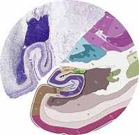 Image result for Human Brain Map Atlas