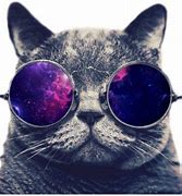 Image result for Space Glasses Cat