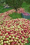 Image result for Apple Fruit 4