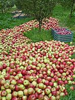 Image result for Apple Harvest