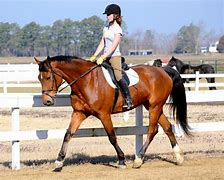 Image result for Horse Riding Horse