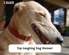 Image result for Bueno Dog Meme