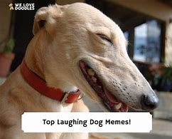 Image result for Oh You Silly Dog Meme
