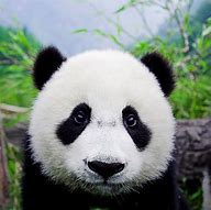 Image result for Panda Bear Head
