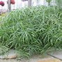 Image result for Cyperus Umbrella Plant