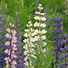 Image result for Lupinus polyphyllus chatelaine